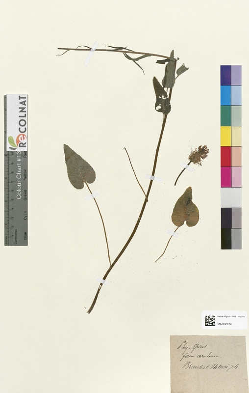 Phyteuma spicatum (Campanulaceae)