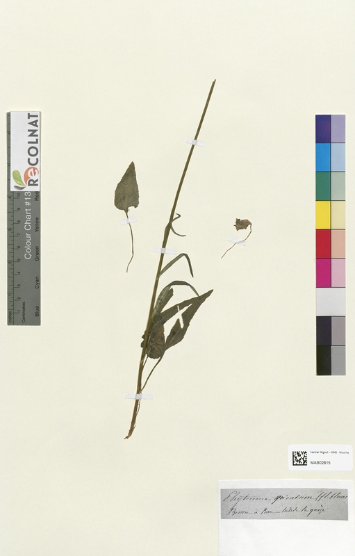 Phyteuma spicatum (Campanulaceae)