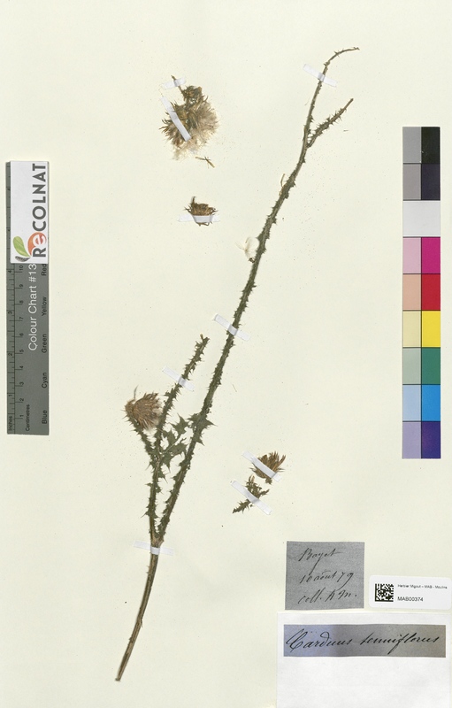 Carduus semiflorus (Asteraceae)