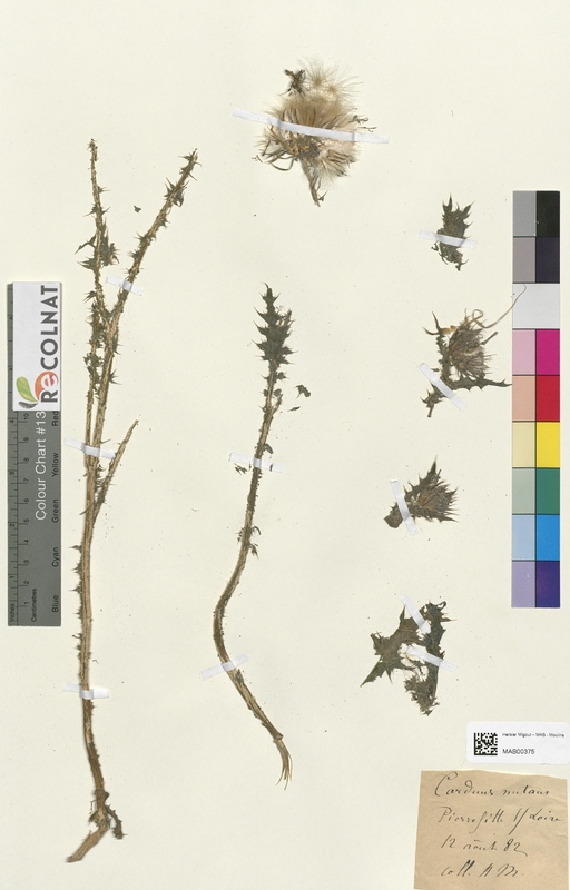 Carduus nutans (Asteraceae)