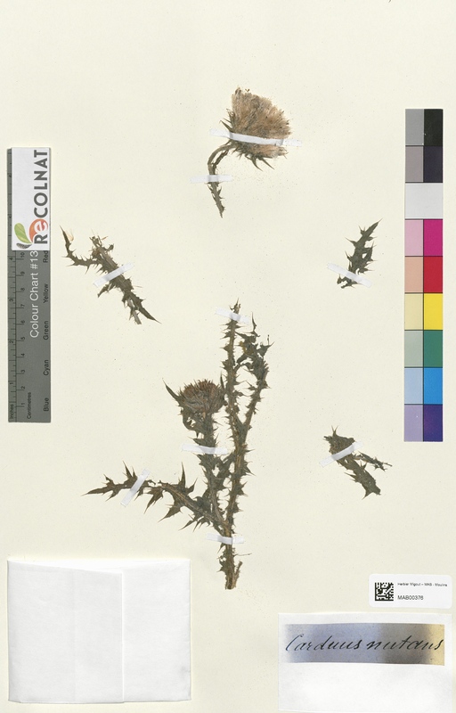 Carduus nutans (Asteraceae)