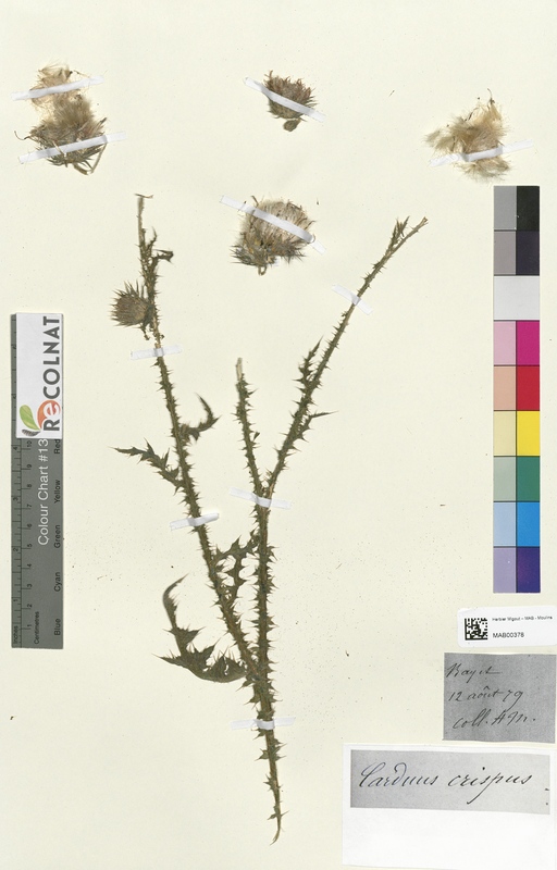Carduus crispus (Asteraceae)