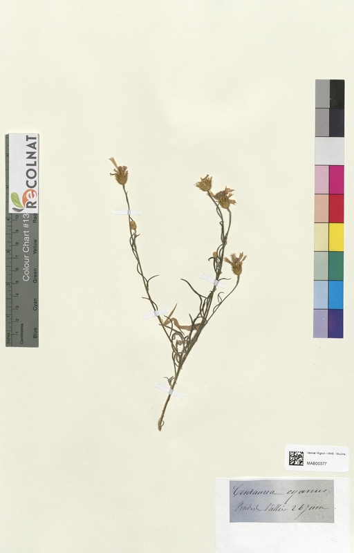 Centaurea cyanus (Asteraceae)