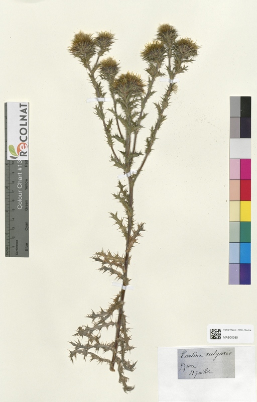 Carlina vulgaris (Asteraceae)