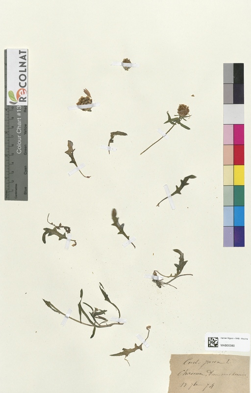 Centaurea jacea (Asteraceae)