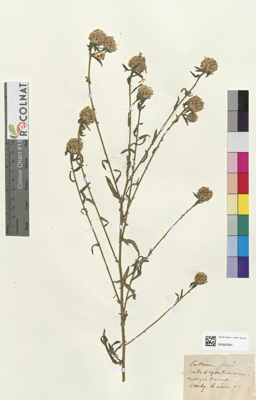 Centaurea jacea (Asteraceae)