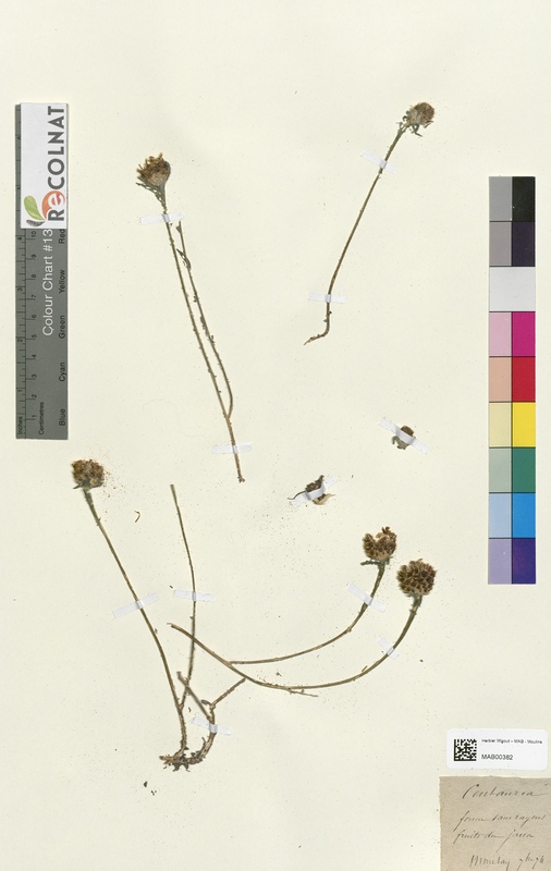 Centaurea jacea (Asteraceae)