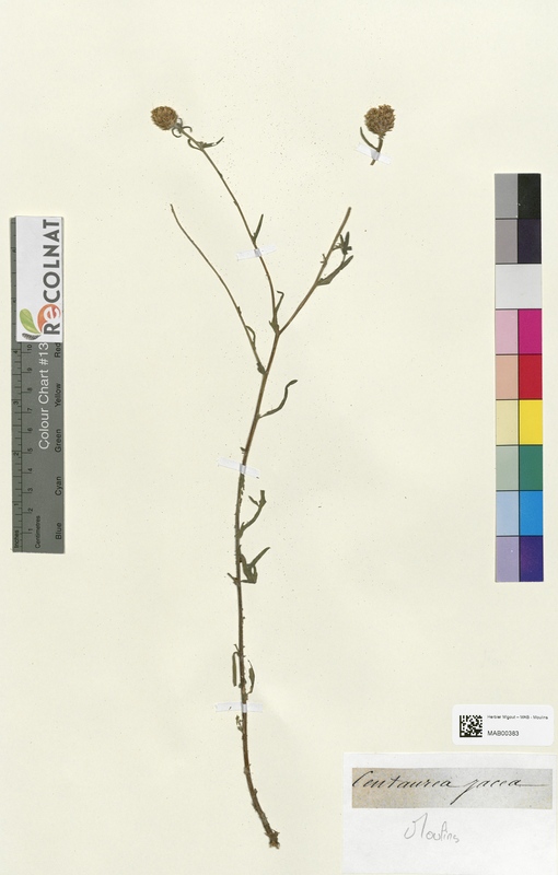 Centaurea jacea (Asteraceae)