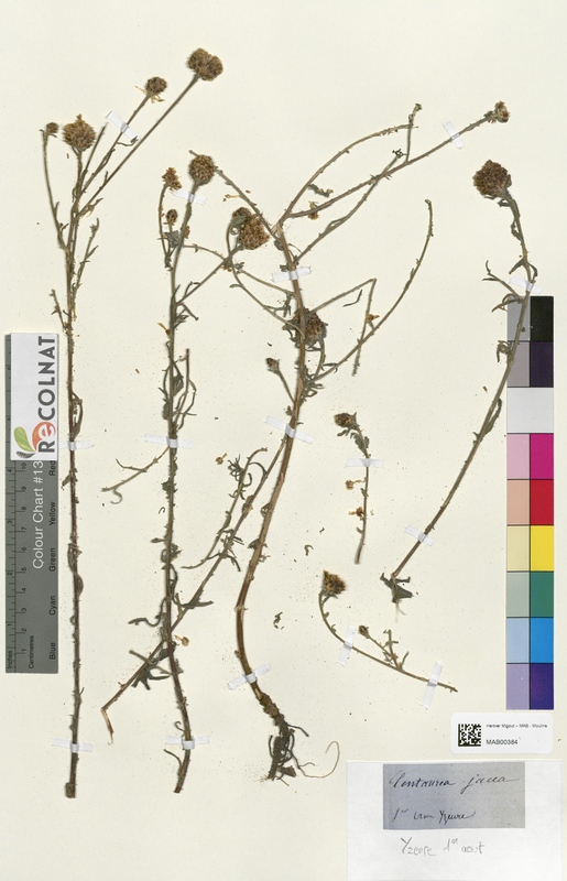 Centaurea jacea (Asteraceae)