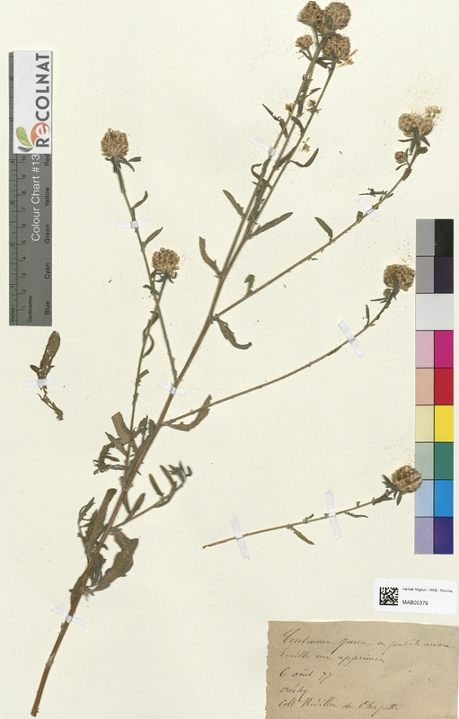 Centaurea jacea (Asteraceae)