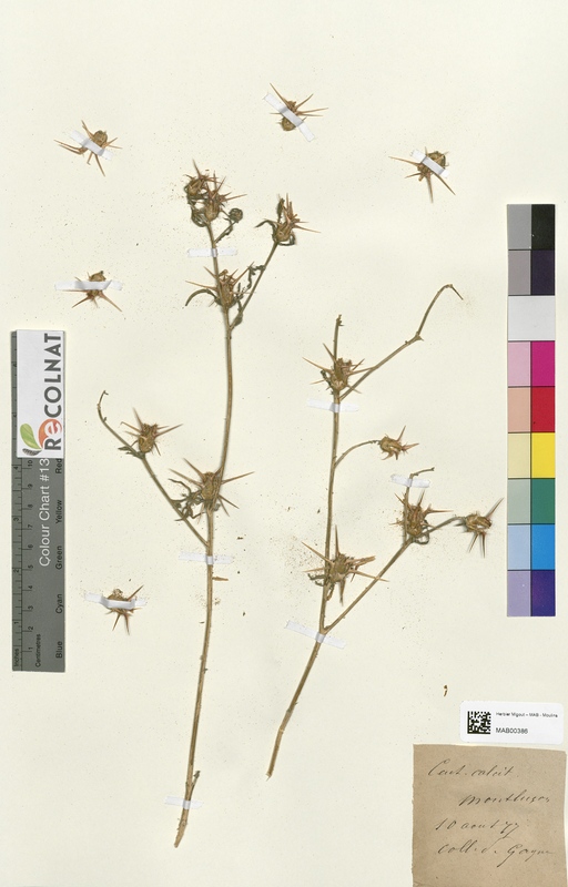 Centaurea calcitrapa (Asteraceae)