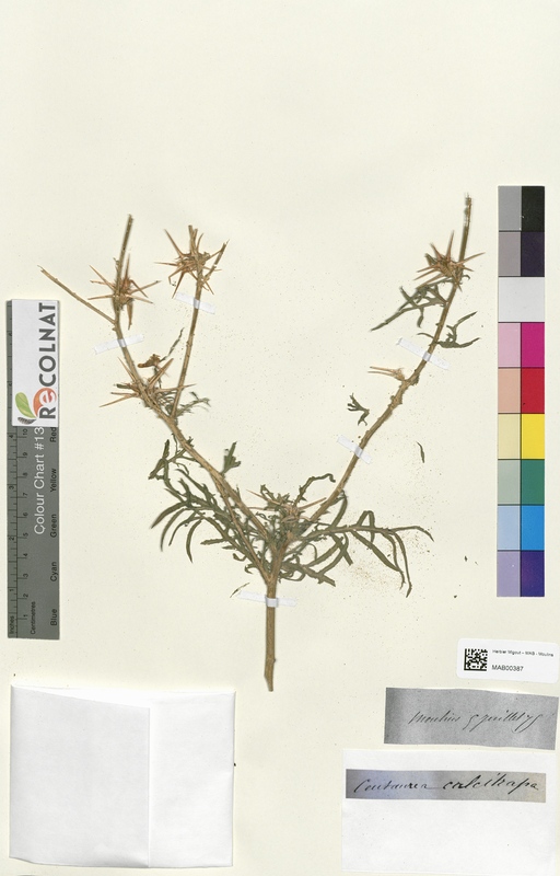 Centaurea calcitrapa (Asteraceae)