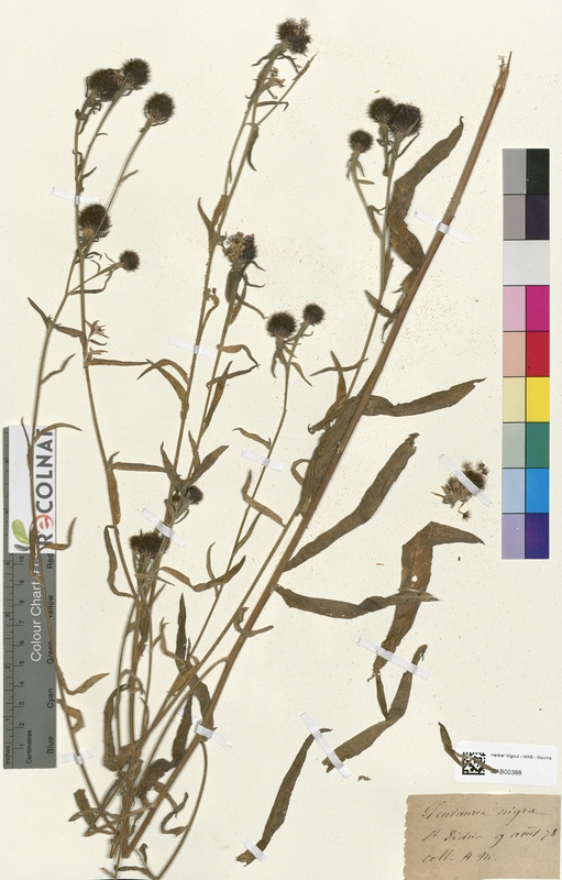 Centaurea nigra (Asteraceae)