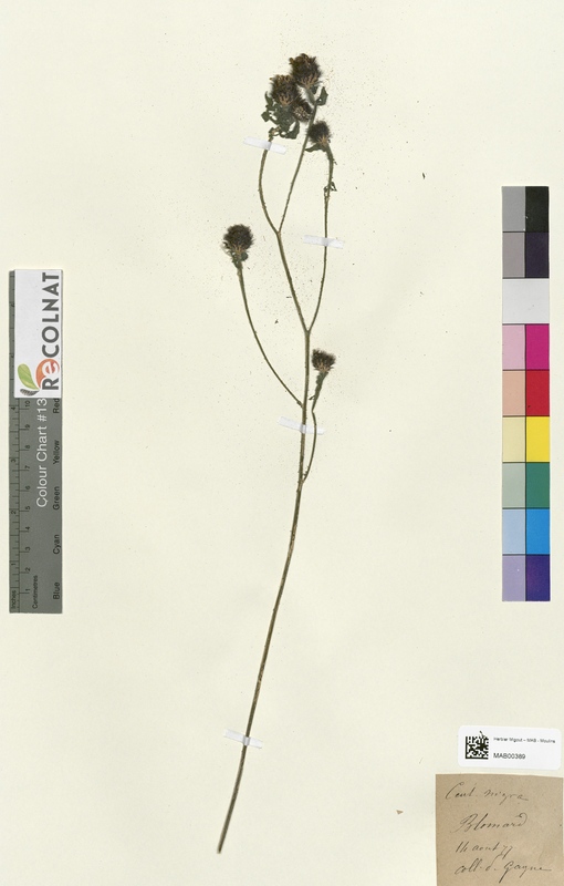 Centaurea nigra (Asteraceae)