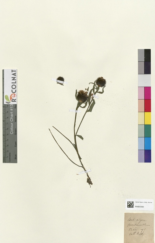 Centaurea nigra (Asteraceae)