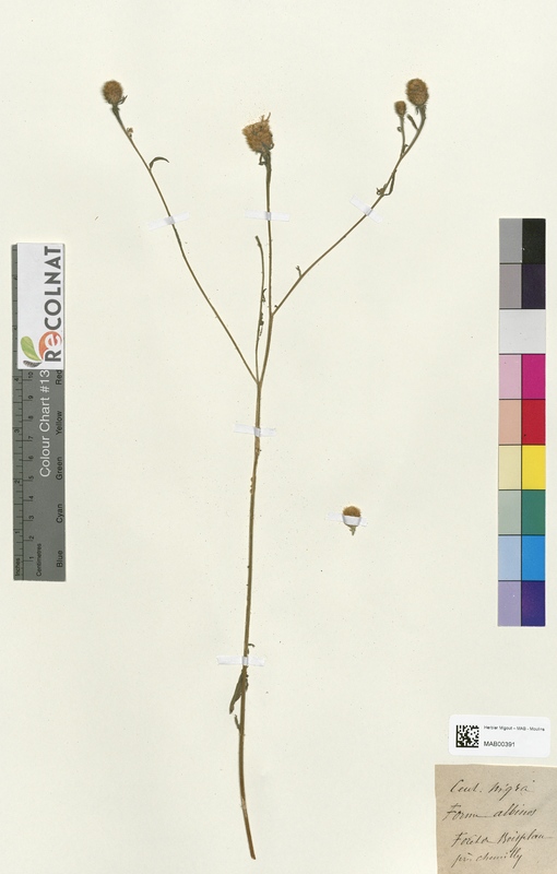 Centaurea nigra (Asteraceae)