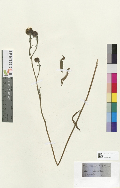 Centaurea nigra (Asteraceae)