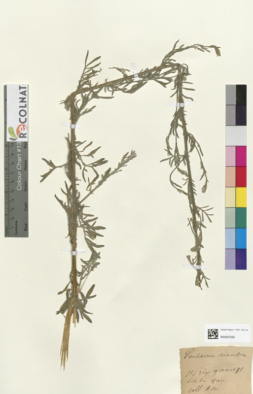 Centaurea maculosa (Asteraceae)