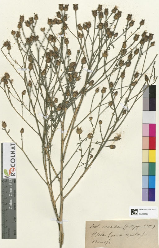 Centaurea maculata (Asteraceae)