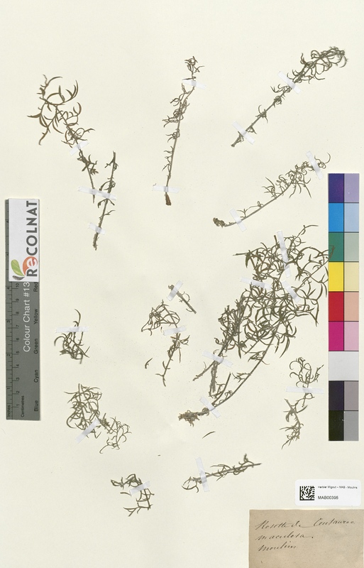 Centaurea maculata (Asteraceae)