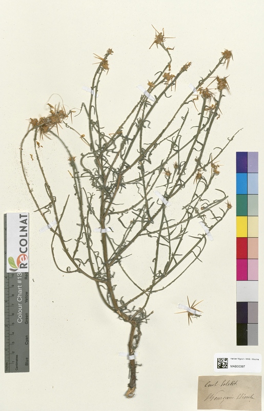 Centaurea solstitialis (Asteraceae)