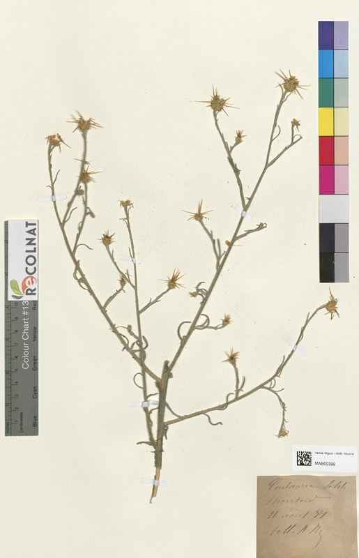 Centaurea solstitialis (Asteraceae)