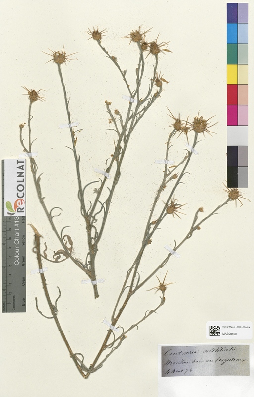 Centaurea solstitialis (Asteraceae)