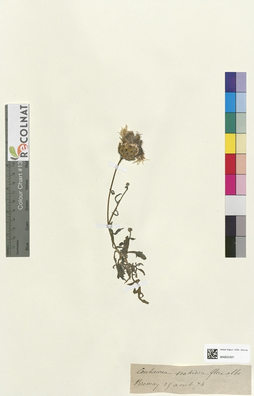 Centaurea scabiosa (Asteraceae)