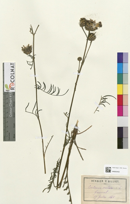 Centaurea scabiosa (Asteraceae)