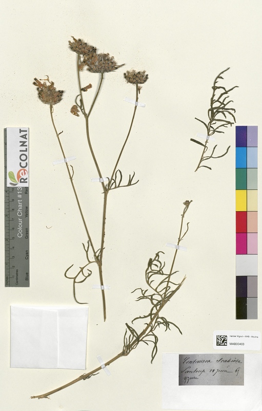 Centaurea scabiosa (Asteraceae)