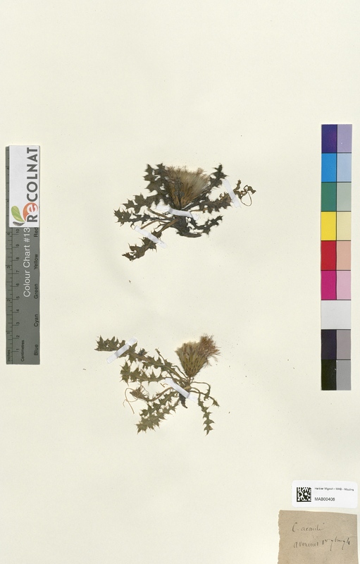 Cirsium acaule (Asteraceae)