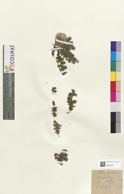 Cirsium acaule (Asteraceae)