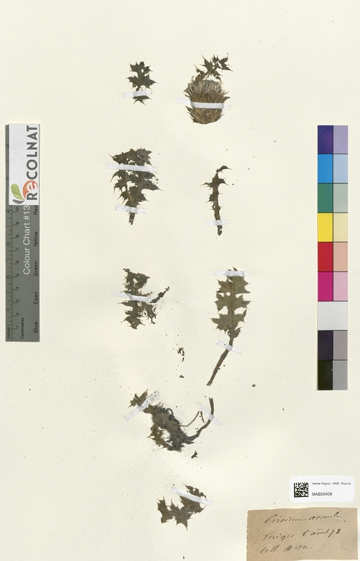 Cirsium acaule (Asteraceae)