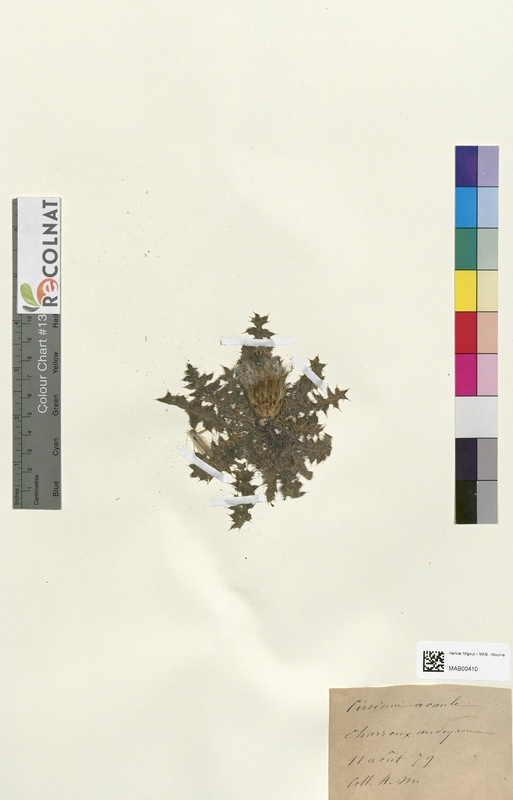 Cirsium acaule (Asteraceae)