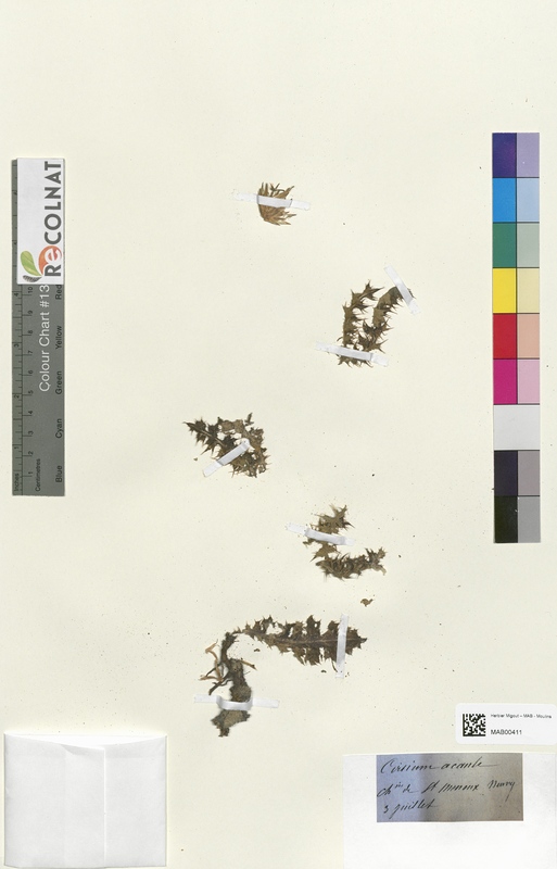 Cirsium acaule (Asteraceae)