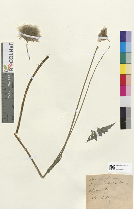 Cirsium anglicum (Asteraceae)