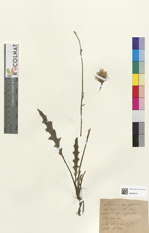 Cirsium anglicum (Asteraceae)