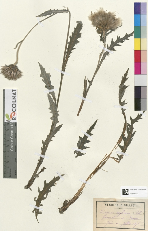 Cirsium anglicum (Asteraceae)