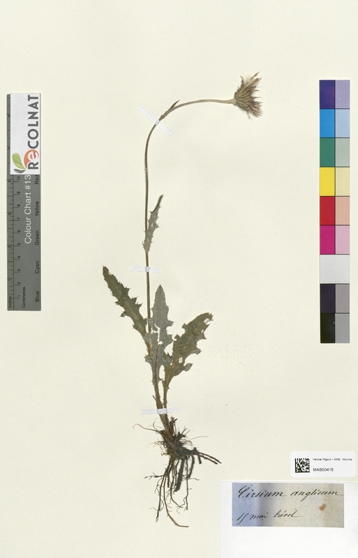 Cirsium anglicum (Asteraceae)