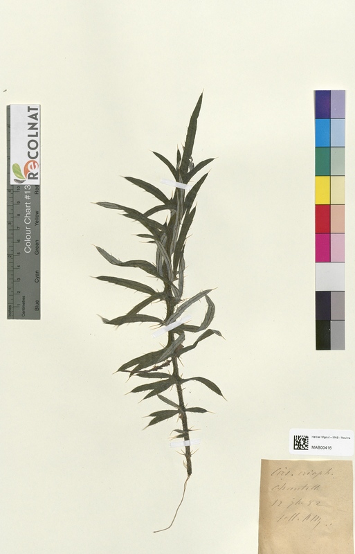 Cirsium eriophorum (Asteraceae)