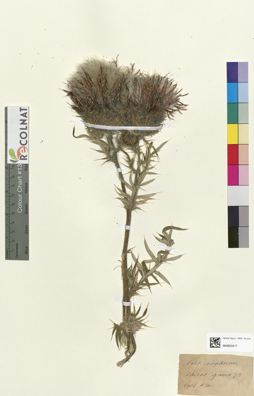 Cirsium eriophorum (Asteraceae)
