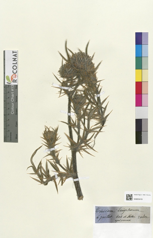 Cirsium eriophorum (Asteraceae)