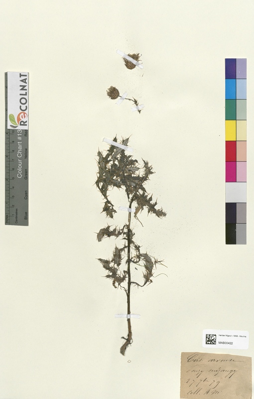 Cirsium arvense (Asteraceae)