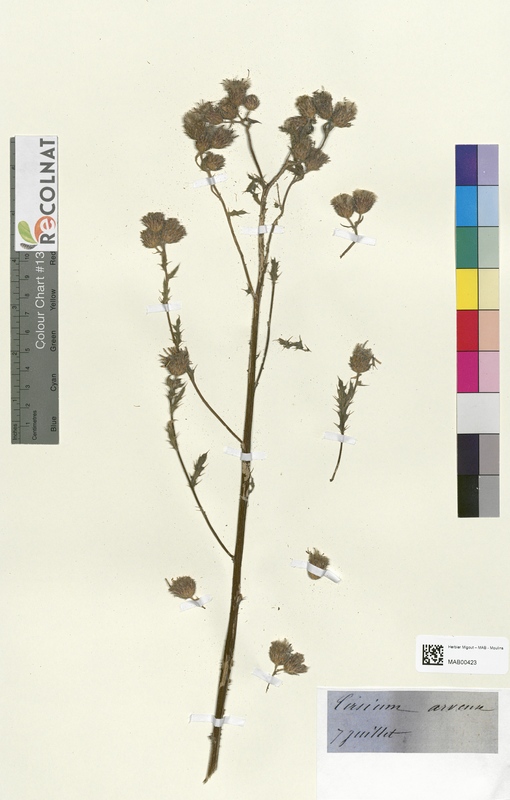 Cirsium arvense (Asteraceae)