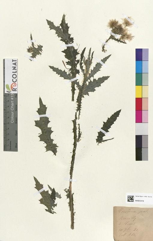 Cirsium palustre (Asteraceae)