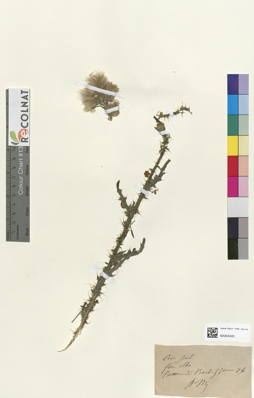 Cirsium palustre (Asteraceae)