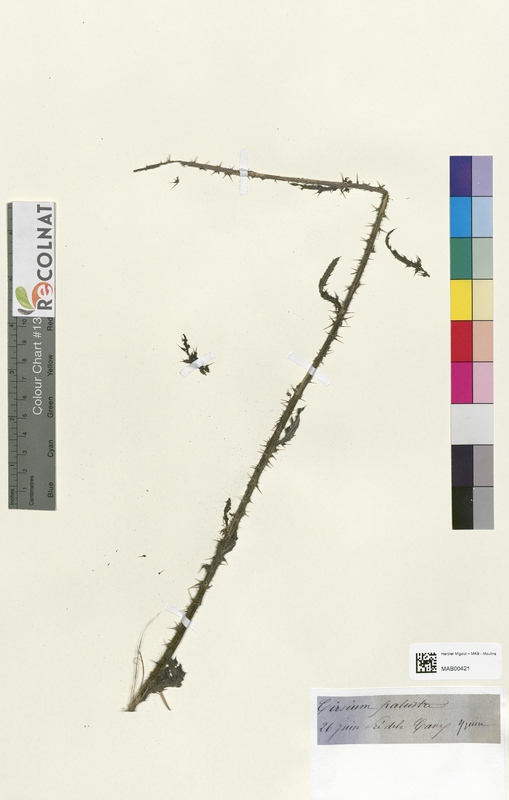 Cirsium palustre (Asteraceae)