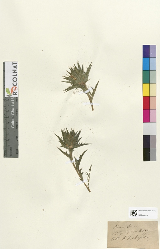 Kentrophyllum lanatum (Asteraceae)