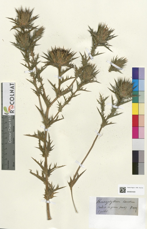 Kentrophyllum lanatum (Asteraceae)