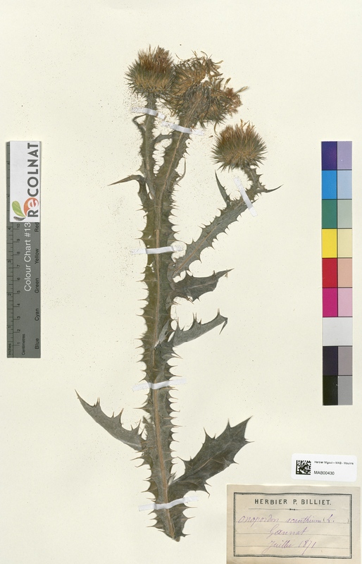 Onopordon acanthium (Asteraceae)